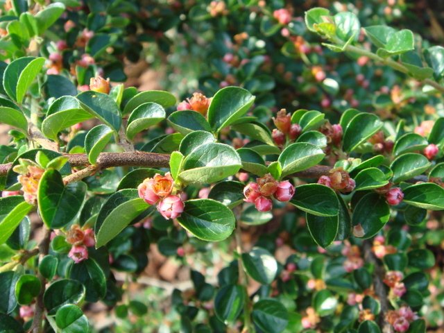 Cotoneaster hjelmqvistii fleur P15